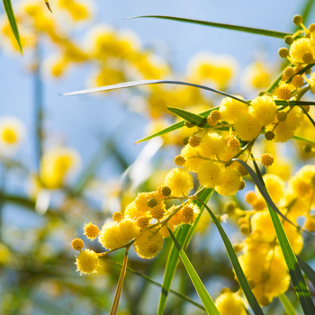 Attention! Acacia season begins! foto