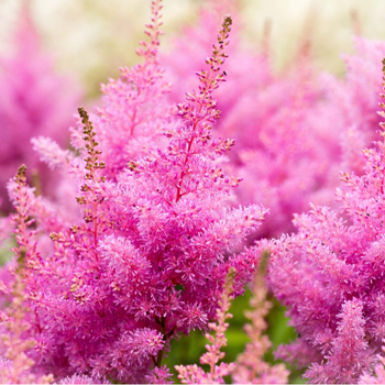 Attention! The season of astilbe is over! fotografija