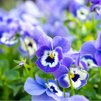 Увага! Сезон горщикових фіалок (viola pot plant) починається! фото