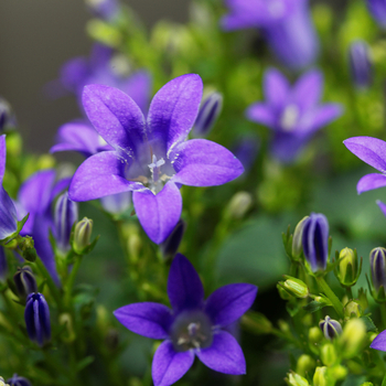 Attention! Campanula season begins! fotografie