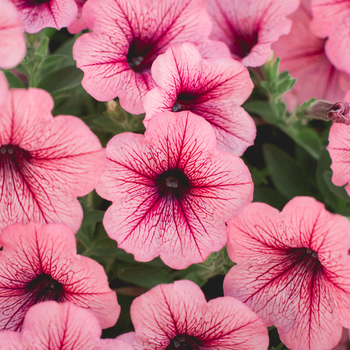 Attention! Petunia season begins! fotografie