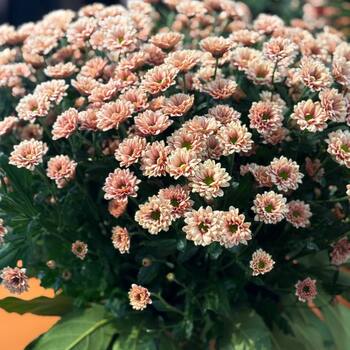 Chrysanthemum Day at Keukenhof fotó