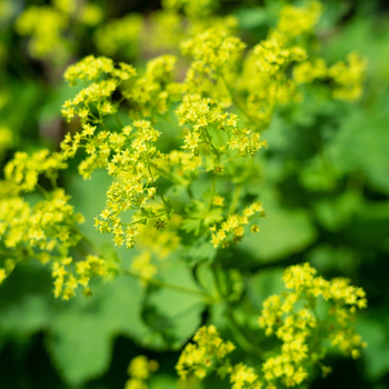 Attention! Alchemilla season begins! fotografija