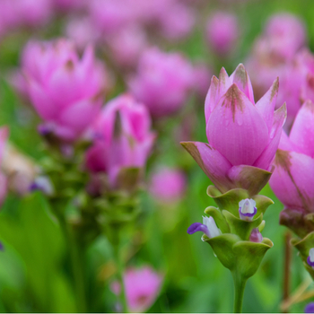 Attention! Curcuma season begins! fotografija