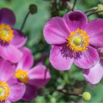 Attention! The season of anemone is over! fotografija