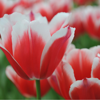 Attention! The season of tulipa is over! fotografija
