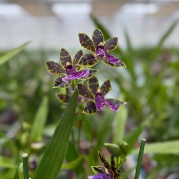 Lansbergen Open Day fotó