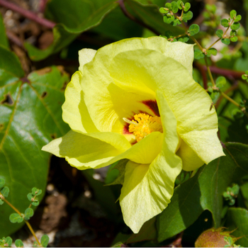 Attention! Gossypium season begins! fotografija
