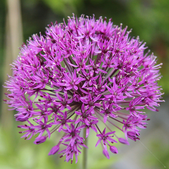 Attention! The season of allium is over! fotografija