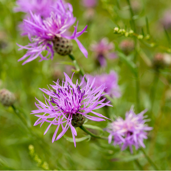 Attention! The season of centaurea is over! fotografija