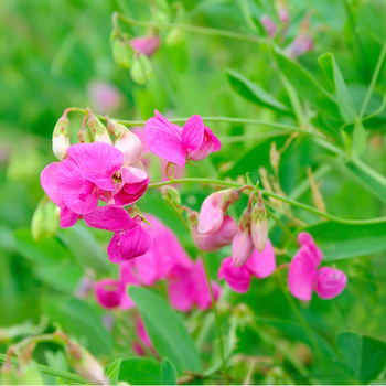 Attention! The season of lathyrus is over! fotografija