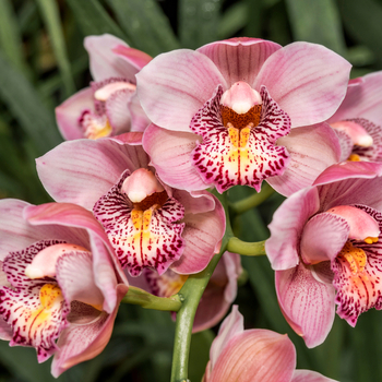 Attention! Cymbidium season begins! fotografija