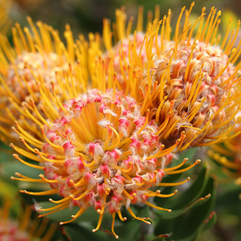 Attention! The season of leucospermum is over! fotó
