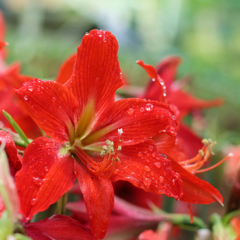 Attention! Hippeastrum season begins! fotó