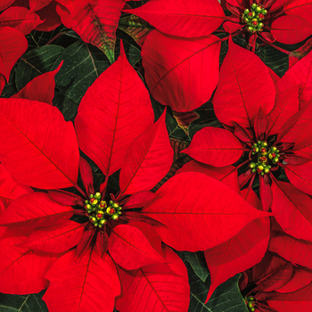 Attention! Poinsettia season begins! fotó