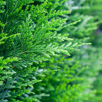 Attention! Conifers season begins! fotó