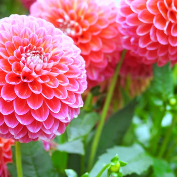 Attention! The season of dahlia is over! fotó