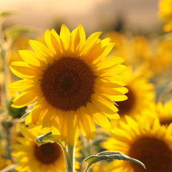 Attention! The season of helianthus is over! fotó