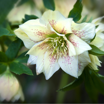 Attention! Helleborus season begins! fotografija