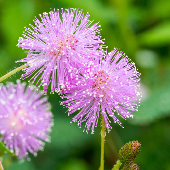 Attention! Mimosa pudica season begins! fotografija