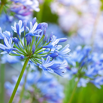 Attention! The season of agapanthus is over! fotografija