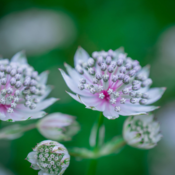 Attention! The season of astrantia is over! foto