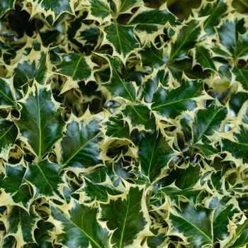 Attention! The season of ilex is over! foto