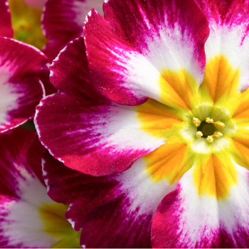Увага! Сезон первоцвіту вушкоподібного (primula acaulis) починається! фото