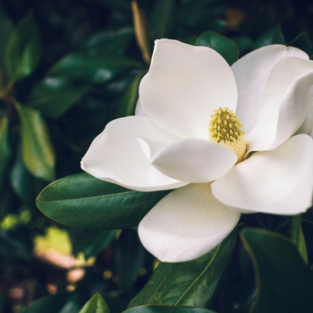 Attention! The season of magnolia is over! photo