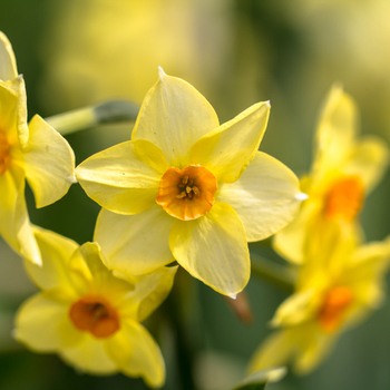 Attention! The season of narcissus is over! photo