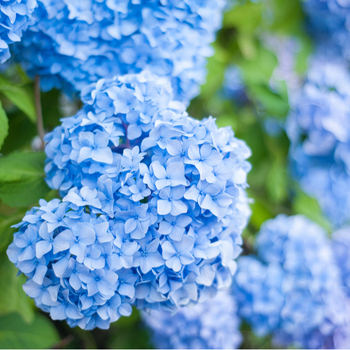 Attention! Hydrangea season begins! Foto