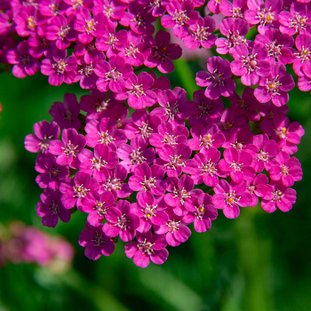 Attention! Achillea season begins! photo
