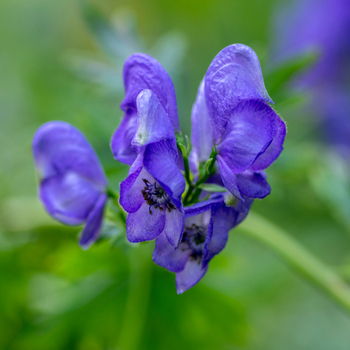 Attention! Aconitum season begins! photo