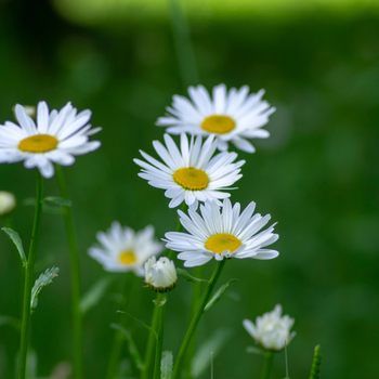 Attention! Leucanthemum season begins! photo