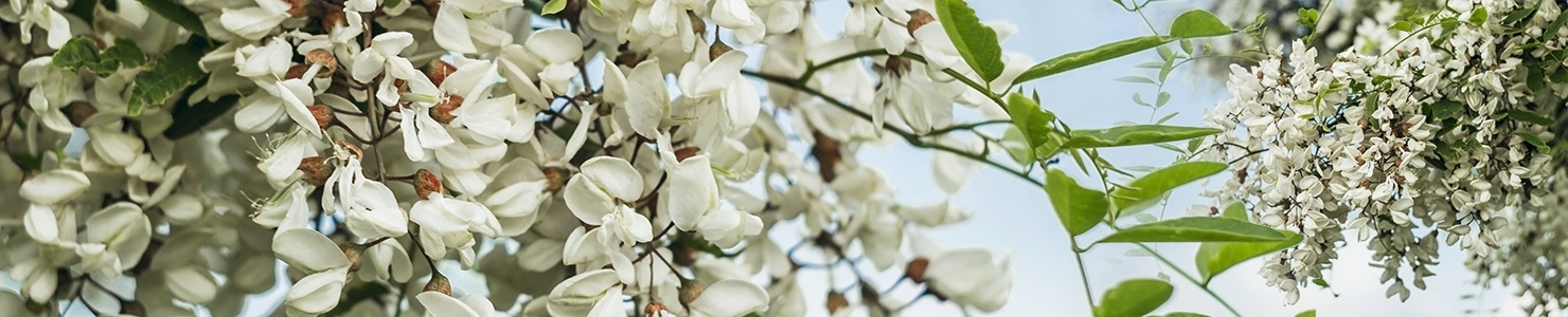Acacia photo