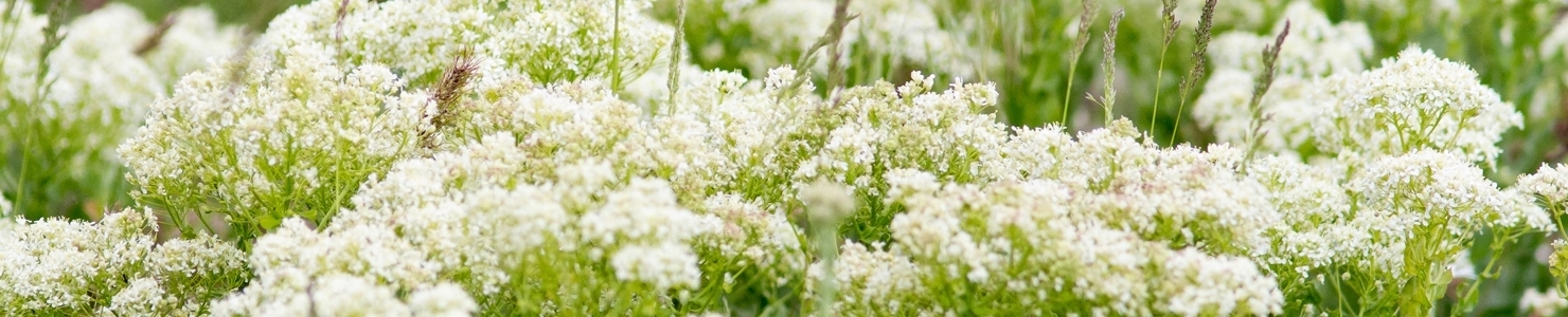 Achillea photo