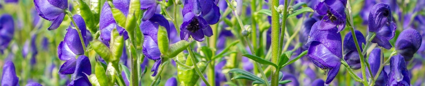 Aconitum photo