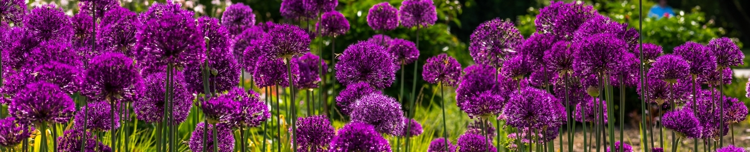 Agapanthus photo