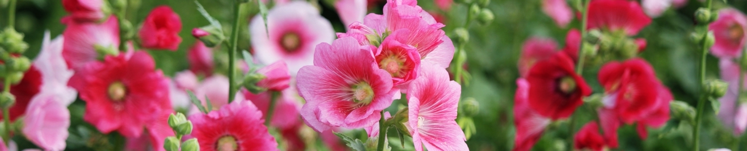 Alcea photo