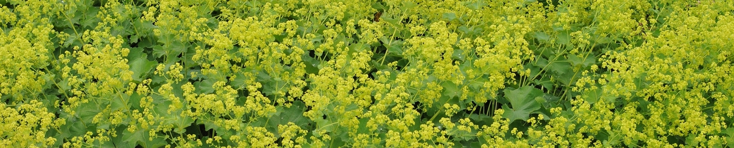 Alchemilla photo