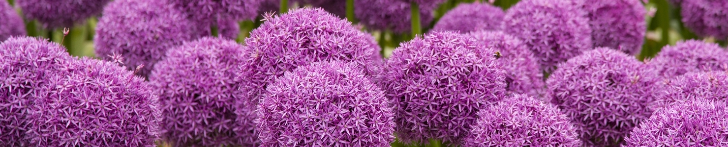 Allium photo