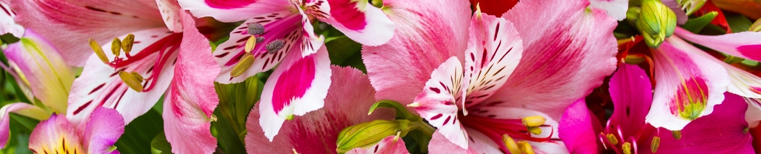 Alstroemeria photo