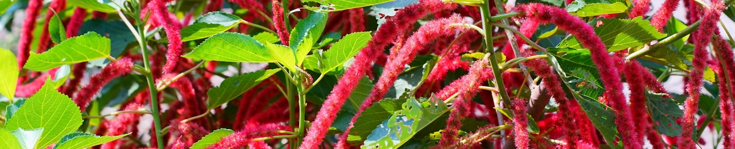 Amaranthus photo