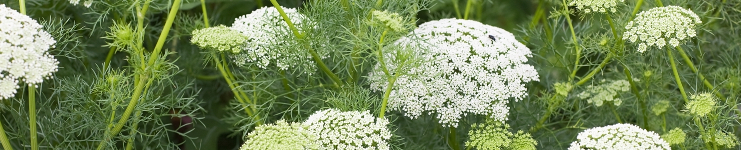 Ammi photo