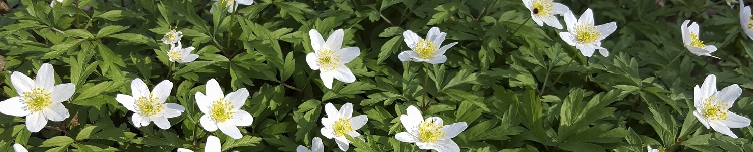 Anemone photo