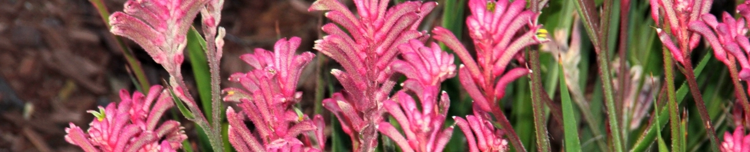 Anigozanthos photo