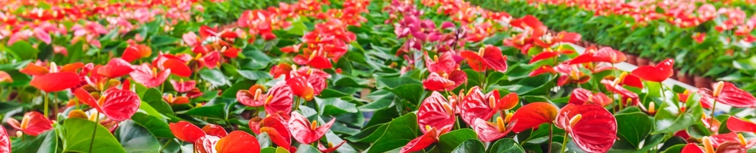Anthurium photo