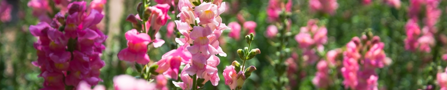 Antirrhinum photo