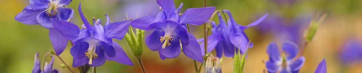Aquilegia photo