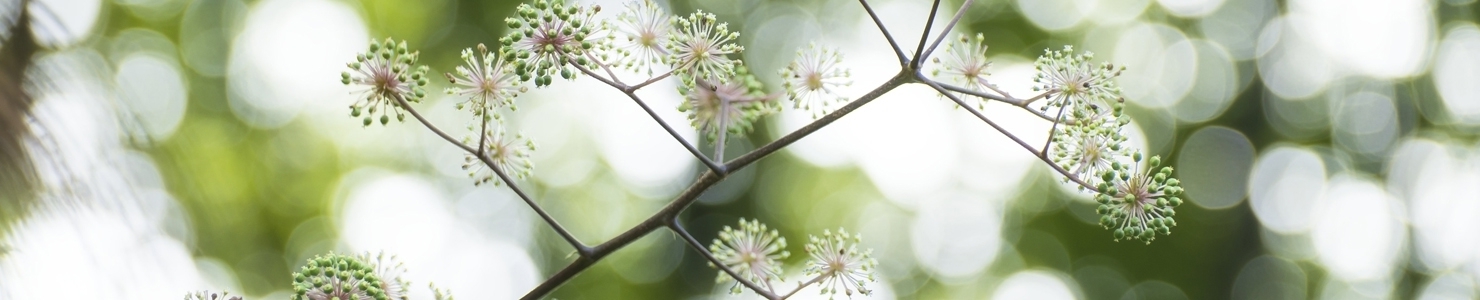 Aralia photo